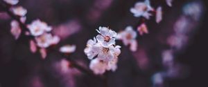 Preview wallpaper sakura, flowers, white, macro, bloom