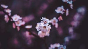 Preview wallpaper sakura, flowers, white, macro, bloom