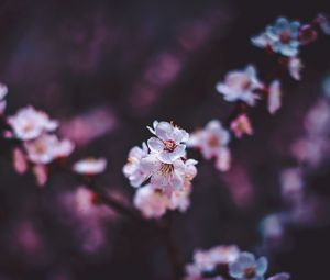 Preview wallpaper sakura, flowers, white, macro, bloom