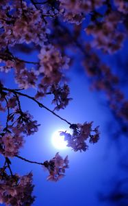 Preview wallpaper sakura, moon, glow, night