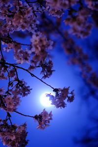 Preview wallpaper sakura, moon, glow, night