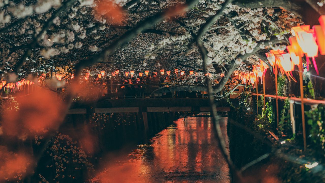 Wallpaper sakura, park, embankment, lights, bridge, river