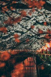 Preview wallpaper sakura, park, embankment, lights, bridge, river