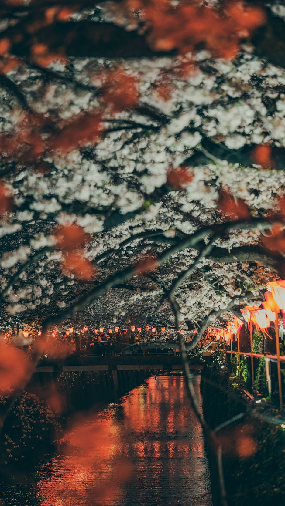 Download wallpaper 938x1668 sakura, park, embankment, lights, bridge ...