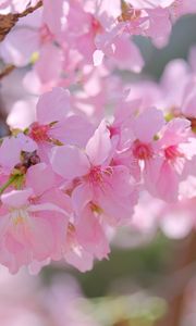 Preview wallpaper sakura, petals, branch, flowers, pink