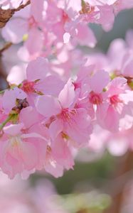 Preview wallpaper sakura, petals, branch, flowers, pink