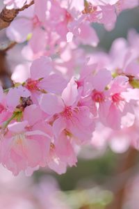 Preview wallpaper sakura, petals, branch, flowers, pink