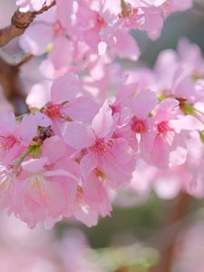 Preview wallpaper sakura, petals, branch, flowers, pink