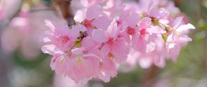 Preview wallpaper sakura, petals, branch, flowers, pink