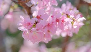 Preview wallpaper sakura, petals, branch, flowers, pink