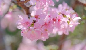 Preview wallpaper sakura, petals, branch, flowers, pink