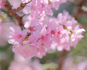 Preview wallpaper sakura, petals, branch, flowers, pink