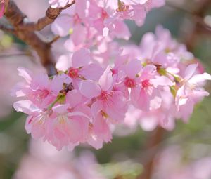 Preview wallpaper sakura, petals, branch, flowers, pink