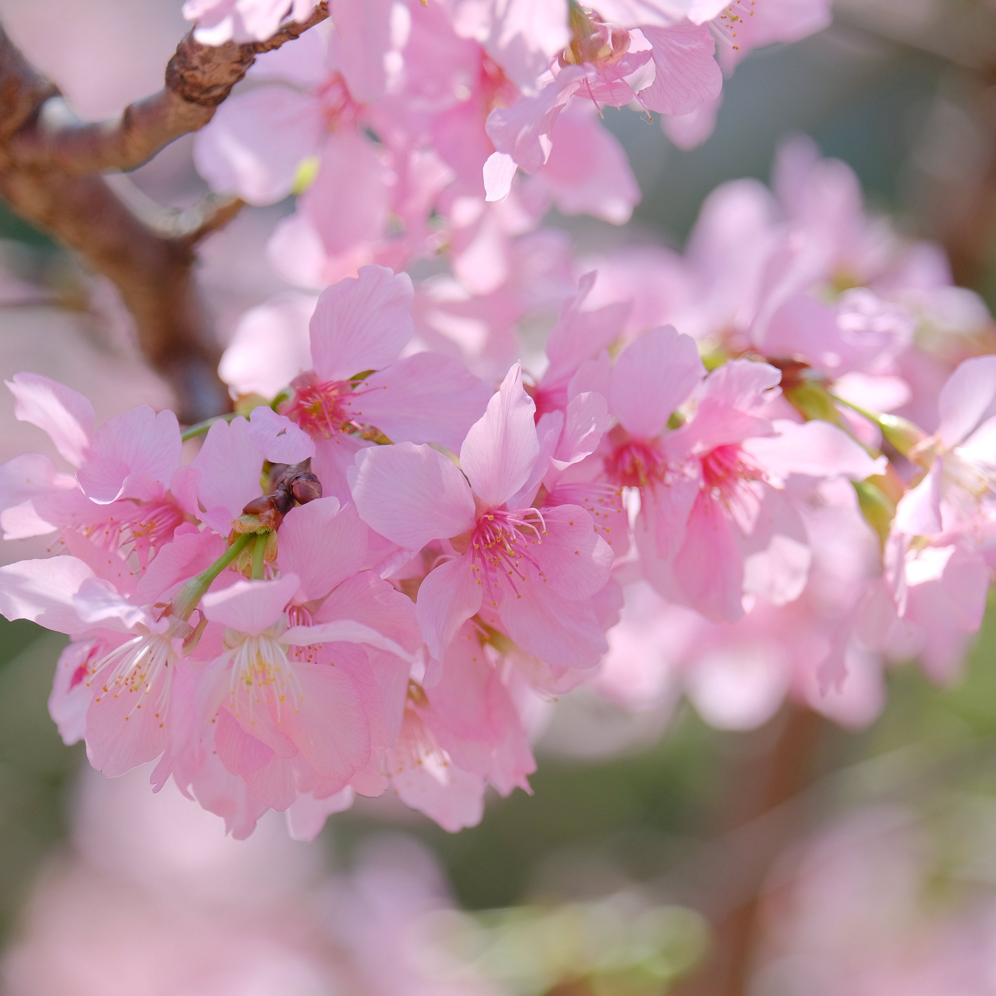 Download wallpaper 3415x3415 sakura, petals, branch, flowers, pink ipad ...