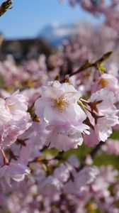 Preview wallpaper sakura, petals, flowers, spring, branches, macro