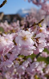 Preview wallpaper sakura, petals, flowers, spring, branches, macro