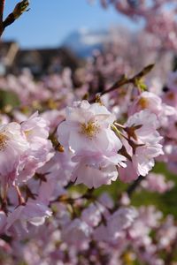 Preview wallpaper sakura, petals, flowers, spring, branches, macro