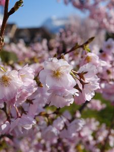 Preview wallpaper sakura, petals, flowers, spring, branches, macro