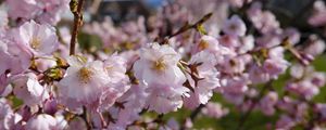 Preview wallpaper sakura, petals, flowers, spring, branches, macro