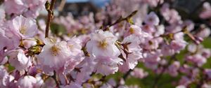 Preview wallpaper sakura, petals, flowers, spring, branches, macro