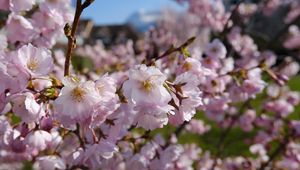 Preview wallpaper sakura, petals, flowers, spring, branches, macro