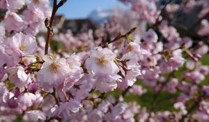Preview wallpaper sakura, petals, flowers, spring, branches, macro