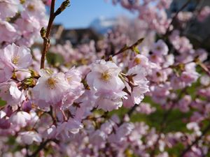 Preview wallpaper sakura, petals, flowers, spring, branches, macro