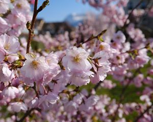 Preview wallpaper sakura, petals, flowers, spring, branches, macro