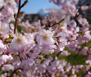 Preview wallpaper sakura, petals, flowers, spring, branches, macro