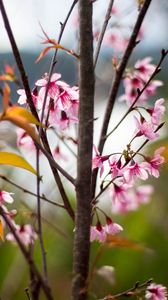 Preview wallpaper sakura, petals, flowers, branches, tree, pink