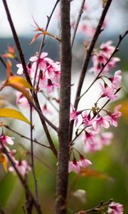 Preview wallpaper sakura, petals, flowers, branches, tree, pink