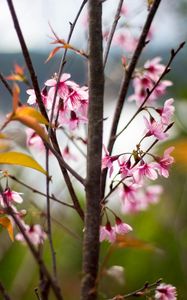 Preview wallpaper sakura, petals, flowers, branches, tree, pink