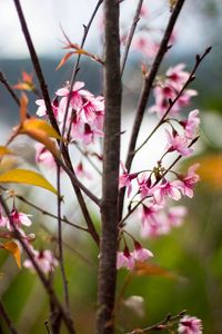 Preview wallpaper sakura, petals, flowers, branches, tree, pink