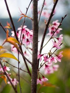 Preview wallpaper sakura, petals, flowers, branches, tree, pink
