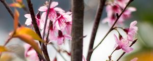 Preview wallpaper sakura, petals, flowers, branches, tree, pink