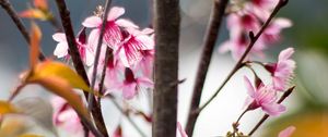 Preview wallpaper sakura, petals, flowers, branches, tree, pink