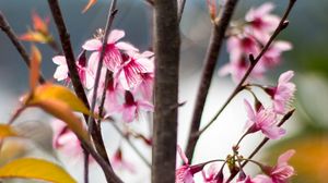 Preview wallpaper sakura, petals, flowers, branches, tree, pink