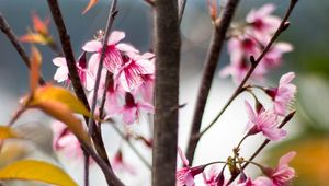 Preview wallpaper sakura, petals, flowers, branches, tree, pink