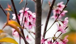 Preview wallpaper sakura, petals, flowers, branches, tree, pink
