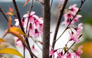Preview wallpaper sakura, petals, flowers, branches, tree, pink