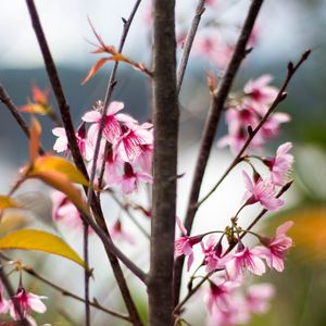 Preview wallpaper sakura, petals, flowers, branches, tree, pink