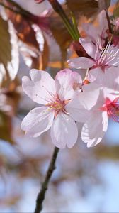 Preview wallpaper sakura, petals, flowers, branches, blur