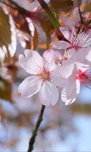 Preview wallpaper sakura, petals, flowers, branches, blur