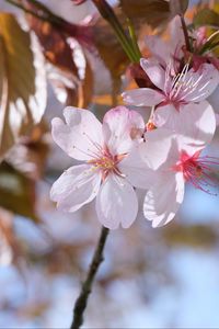 Preview wallpaper sakura, petals, flowers, branches, blur