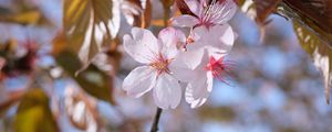 Preview wallpaper sakura, petals, flowers, branches, blur