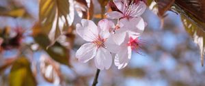 Preview wallpaper sakura, petals, flowers, branches, blur