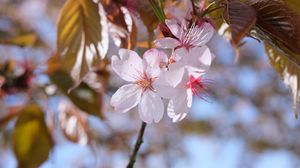 Preview wallpaper sakura, petals, flowers, branches, blur