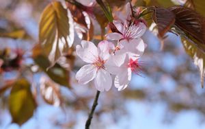 Preview wallpaper sakura, petals, flowers, branches, blur