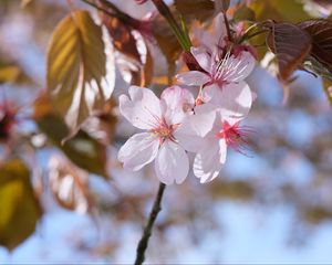 Preview wallpaper sakura, petals, flowers, branches, blur