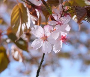 Preview wallpaper sakura, petals, flowers, branches, blur